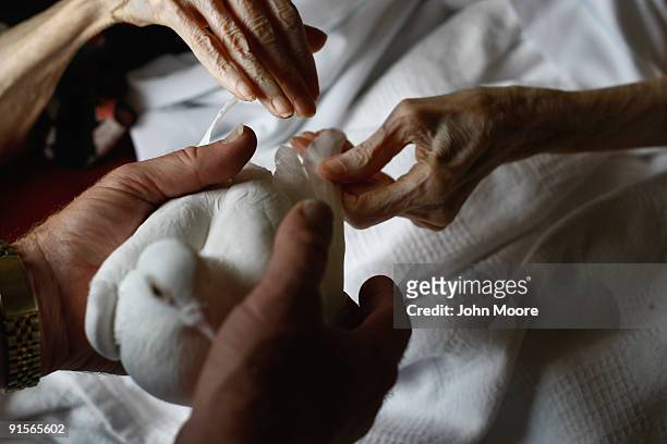 Terminally ill patient Jackie Beattie touches a dove on October 7, 2009 while at the Hospice of Saint John in Lakewood, Colorado. The dove releases...