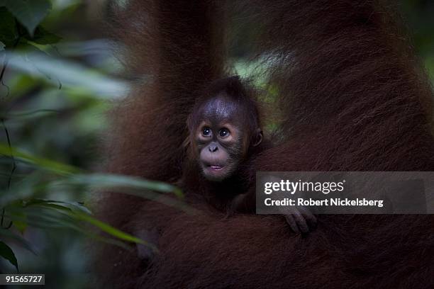 An 18 year-old female orangutan, Jekki, carries her 4-month old baby as she clears through a jungle forest June 12, 2009 in Bukit Lawang, Sumatra,...