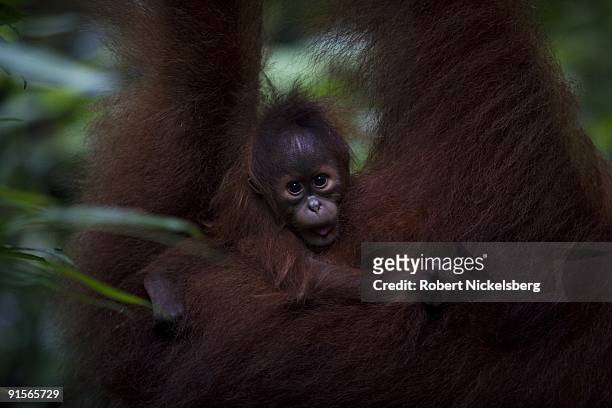 An 18 year-old female orangutan, Jekki, carries her 4-month old baby as she clears through a jungle forest June 12, 2009 in Bukit Lawang, Sumatra,...
