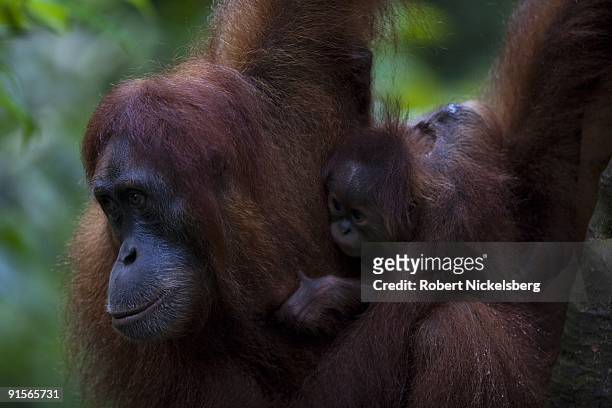 An 18 year-old female orangutan, Jekki, carries her 4-month old baby as she clears through a jungle forest June 12, 2009 in Bukit Lawang, Sumatra,...