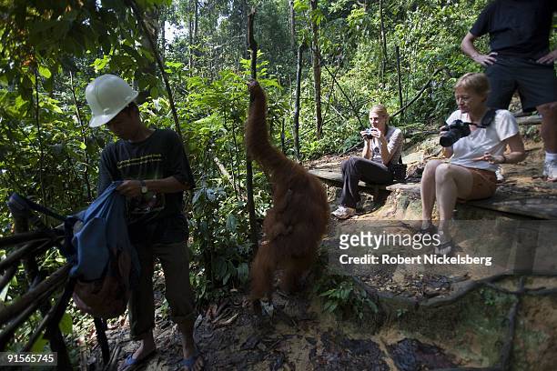 Female orangutan with a 4-month old baby walks near tourists after visiting a rainforest feeding station June 13, 2009 at Bukit Lawang, Sumatra,...