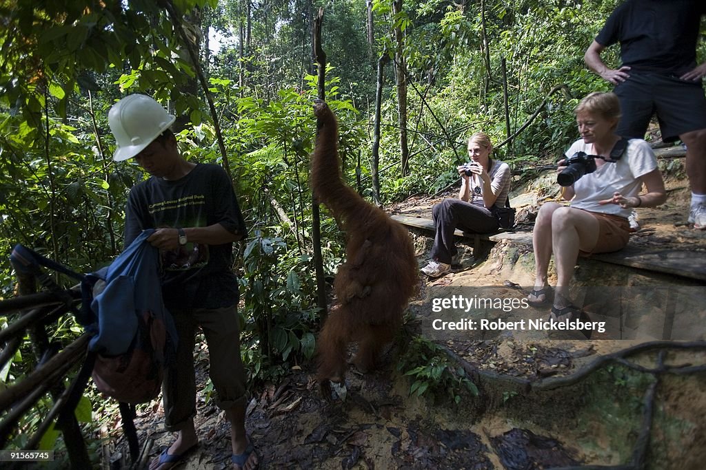 Endangered Orangutans in Bukit Lawang Indonesia