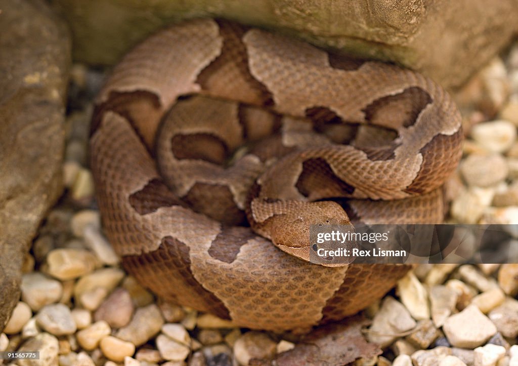 Southern copperhead