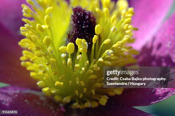 flower macro - município de peste imagens e fotografias de stock