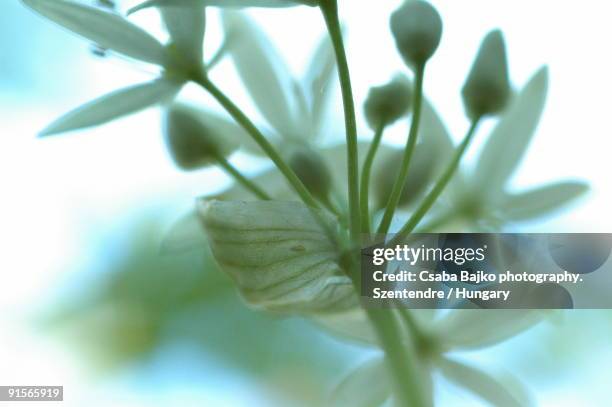 allium ursinum - município de peste imagens e fotografias de stock