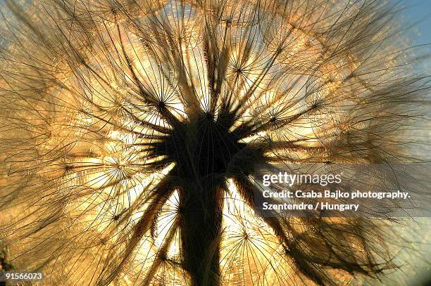 sun shining through dandelion - município de peste imagens e fotografias de stock