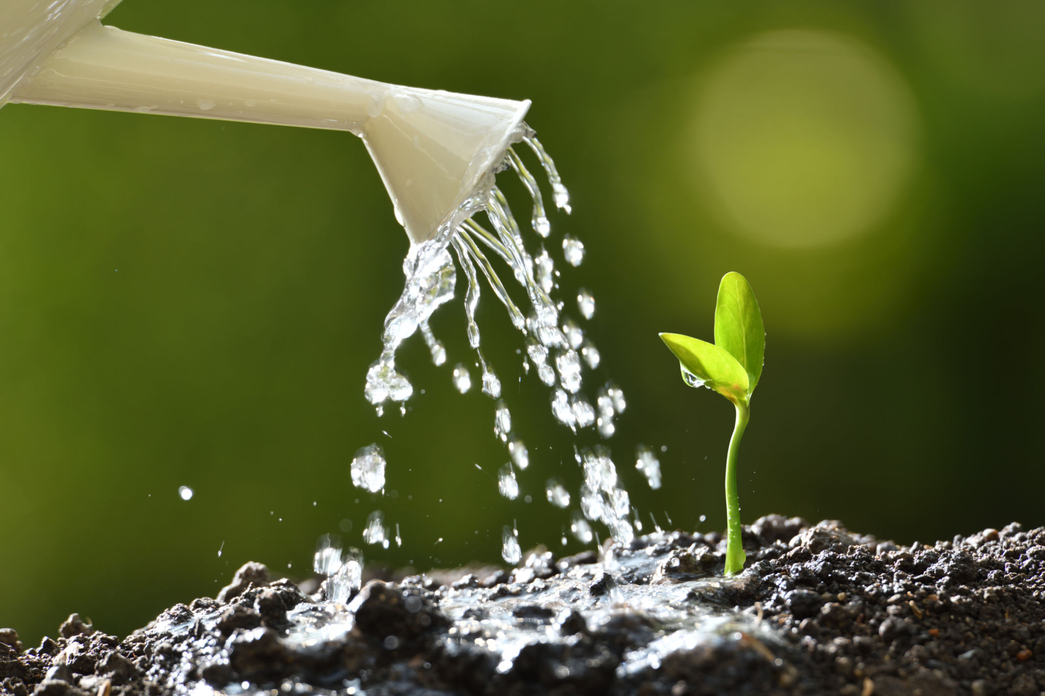 watering plants