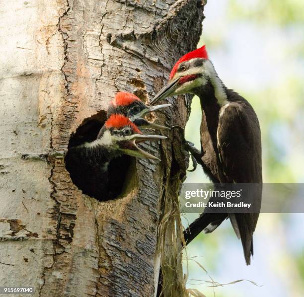 adult woodpecker with babies - woodpecker stock pictures, royalty-free photos & images