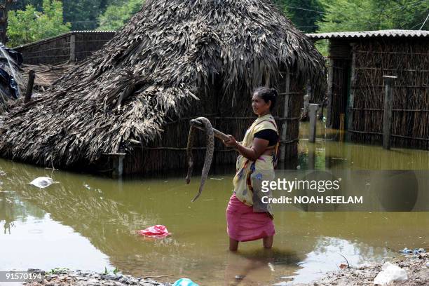 Indian flood victim carries a dead python as she walks through floodwaters at her home in Pushkar Colony on the outskirts of Vijayawada, some 300 kms...