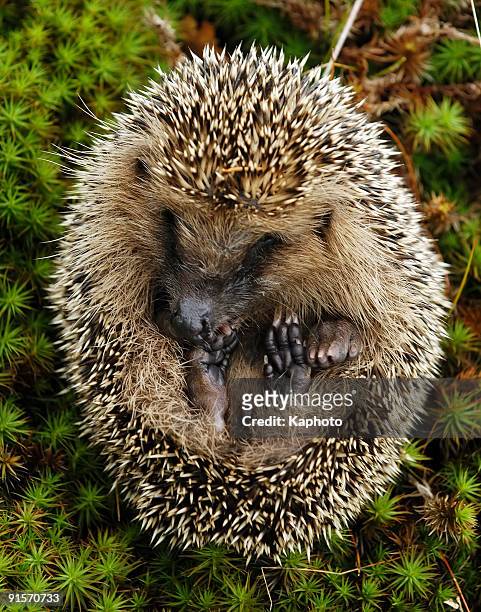 hedgehog - hedgehog stock pictures, royalty-free photos & images