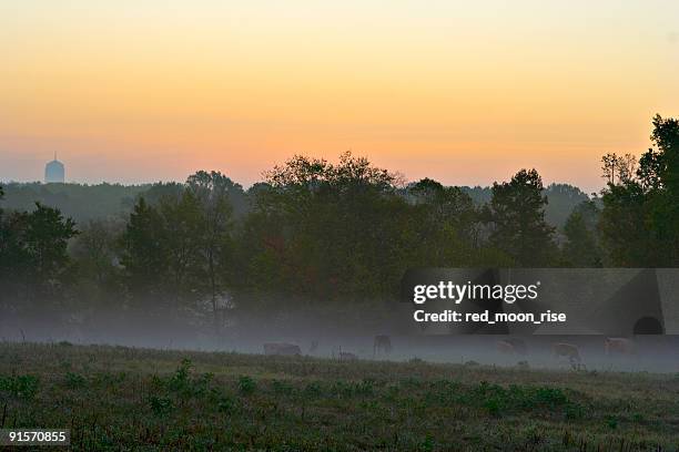 durham morgen - durham north carolina stock-fotos und bilder