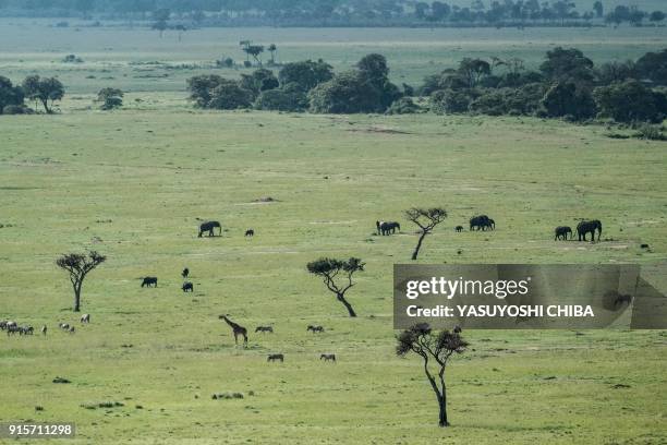 Photo taken on January 25 shows wild animals in the Mara Triangle, the north-western part of Masai Mara national reserve managed by non-profit...