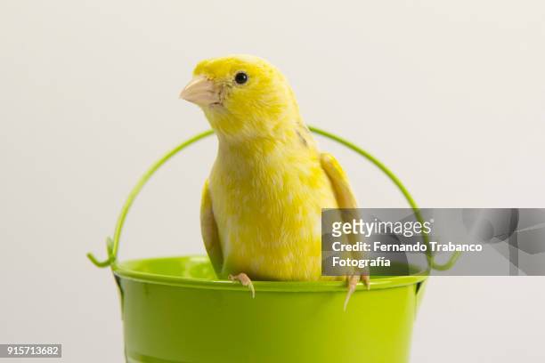 yellow bird - canarino delle isole canarie foto e immagini stock