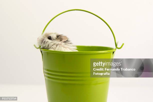 animal inside a metal bucket - lab rats garden stock pictures, royalty-free photos & images