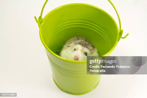 animal inside a metal bucket - lab rats garden stock pictures, royalty-free photos & images