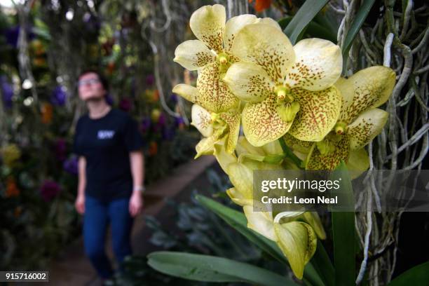 Member of the horticultural team poses in an archway of Vanda orchids during a press preview of the Thai Orchid Festival at Kew Gardens on February...