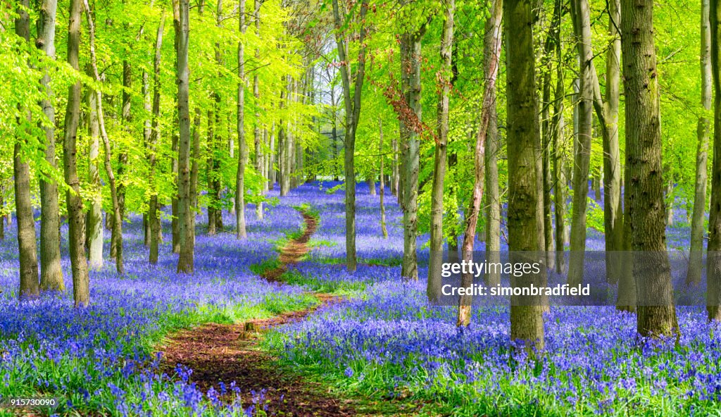 Chemin à travers bois Bluebell dans le printemps