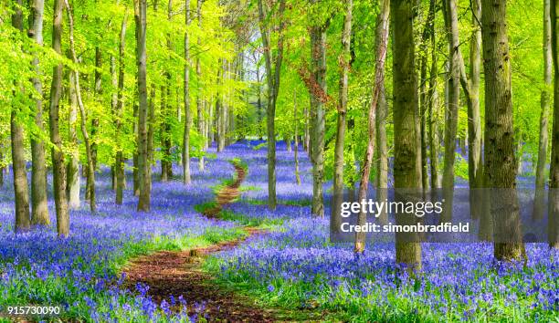 percorso attraverso il bosco di campanule in primavera - bluebell wood foto e immagini stock