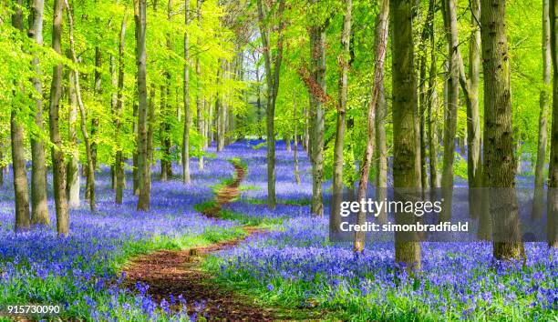 path through the bluebell wood in springtime - bluebell stock pictures, royalty-free photos & images