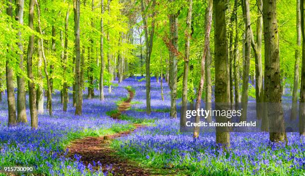 path through the bluebell wood in springtime - buckinghamshire imagens e fotografias de stock