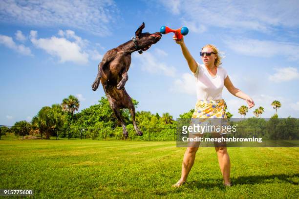 woman playing with her german shorthaired pointer dog - german shorthaired pointer fotografías e imágenes de stock