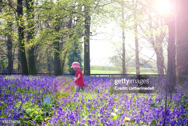 girl walking through bluebell woods, yoxall, staffordshire, england, uk - bluebell wood foto e immagini stock