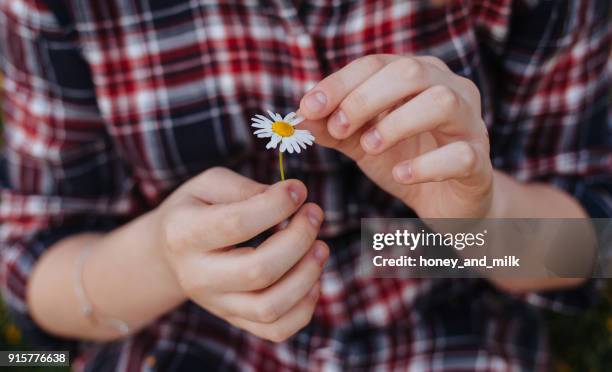 close-up of a girl picking petals off a daisy flower - 花びら占い ストックフォト��と画像