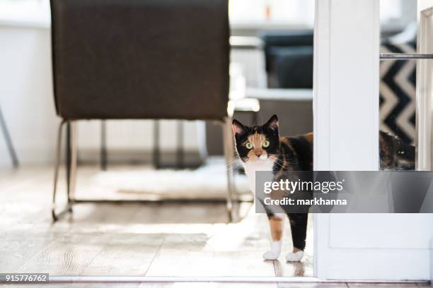 cat standing in a living room - calico cat stock pictures, royalty-free photos & images