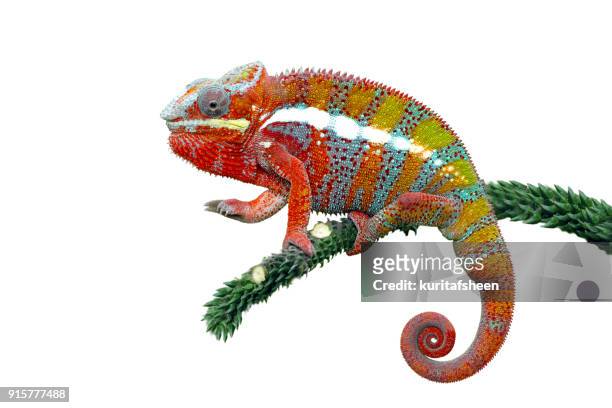 panther chameleon on a branch - chameleon stock-fotos und bilder