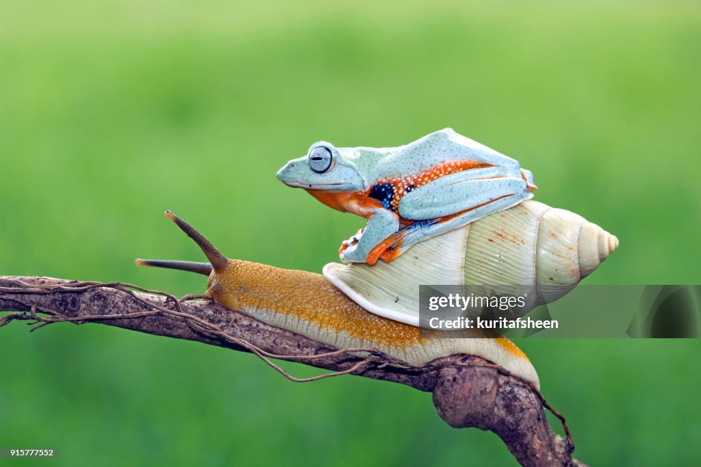 Tree frog sitting on a snail