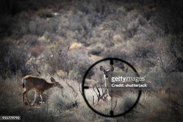 hunter drawing a bead on a deer - jachtgeweer stockfoto's en -beelden