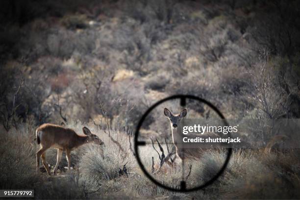hunter drawing a bead on a deer - wood and fire drawing stock pictures, royalty-free photos & images