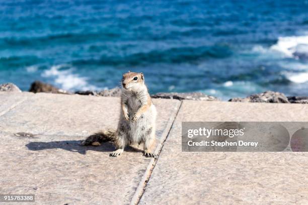 a barbary ground squirrel on the canary island of fuerteventura - caleta de fuste stock pictures, royalty-free photos & images