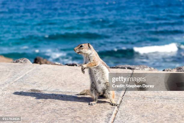 a barbary ground squirrel on the canary island of fuerteventura - caleta de fuste stock pictures, royalty-free photos & images