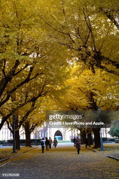 ginkgo colonnade at tokyo university - université de tokyo photos et images de collection