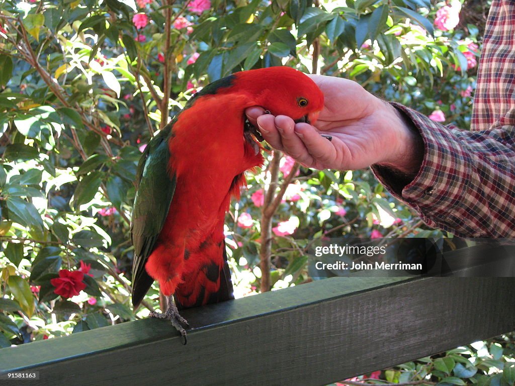 Australian King-parrot