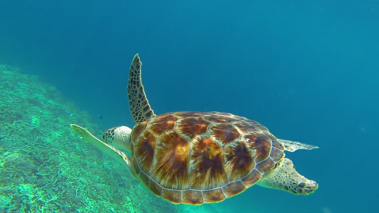 150 Turtle Shell Side View Stock Videos, Footage, & 4K Video Clips ...