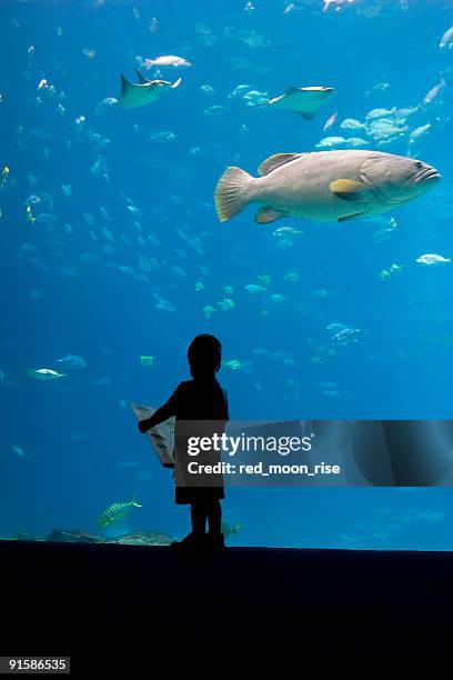 who that fish - atlanta aquarium stock pictures, royalty-free photos & images