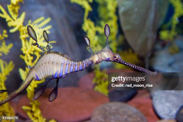 dragón de mar - leafy seadragons fotografías e imágenes de stock