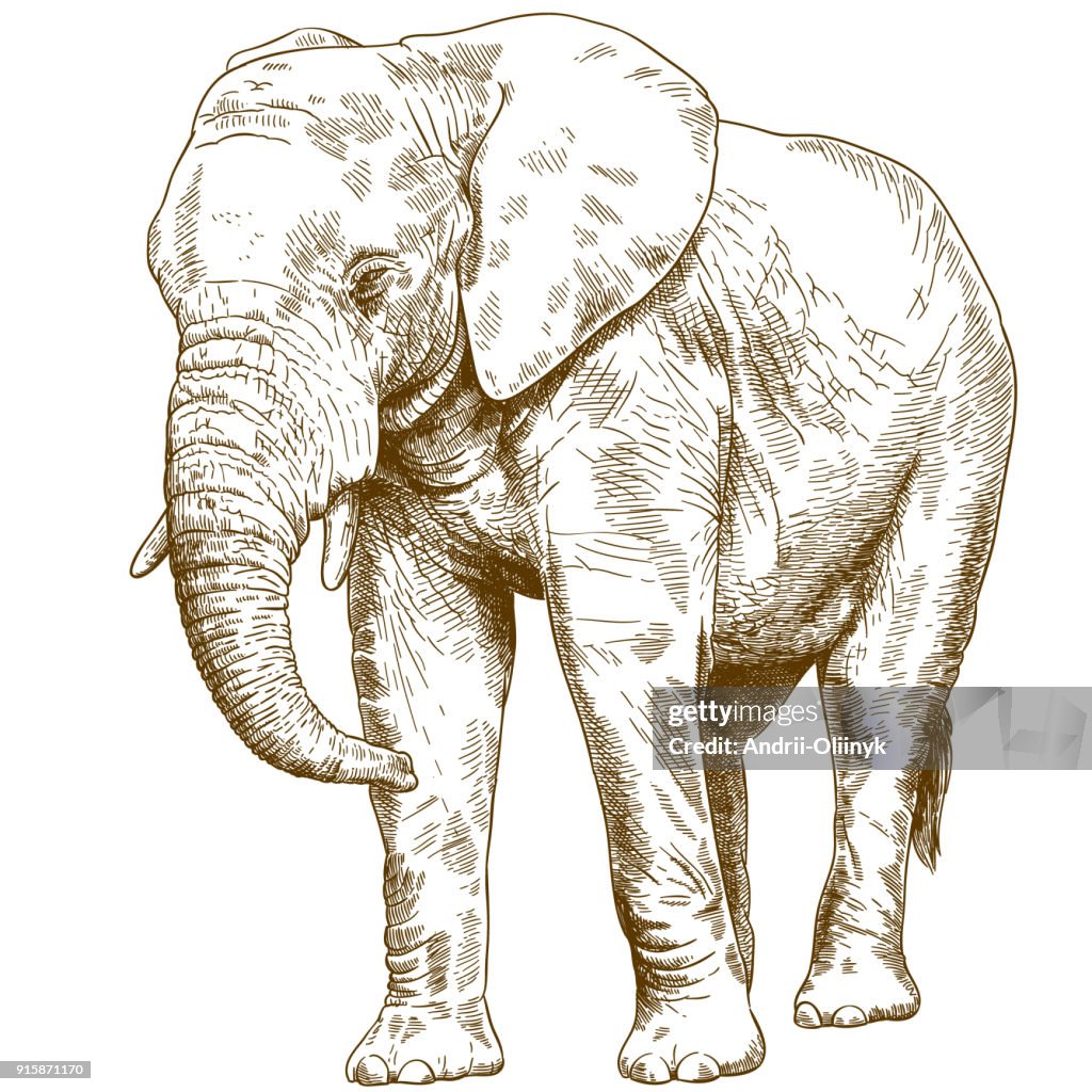 Elephant Rough Draft Engraving Drawing Illustration Of Big Elephant High-Res Vector Graphic ...