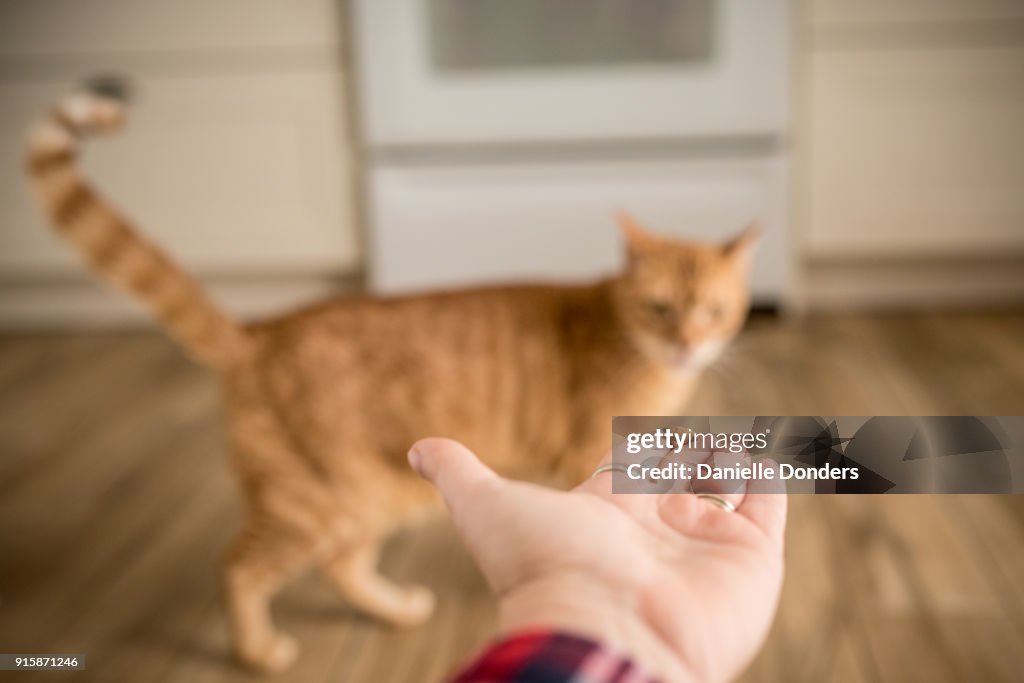 Orange cat wants treat but is hesitant