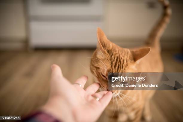 ginger tabby cat rubbing against fingertips - danielle donders stock pictures, royalty-free photos & images