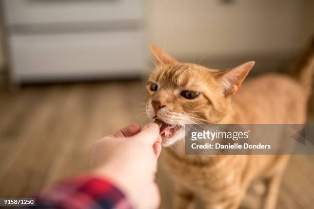 ginger cat eating a treat from a hand - indulgence stockfoto's en -beelden