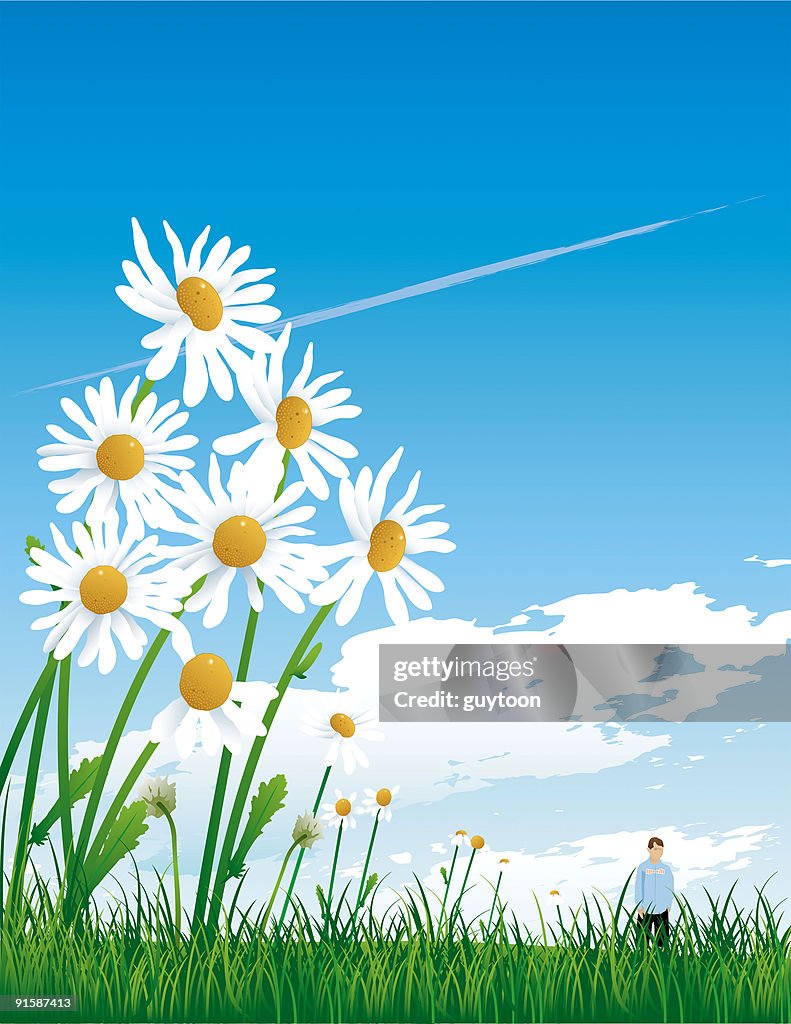 Summer field