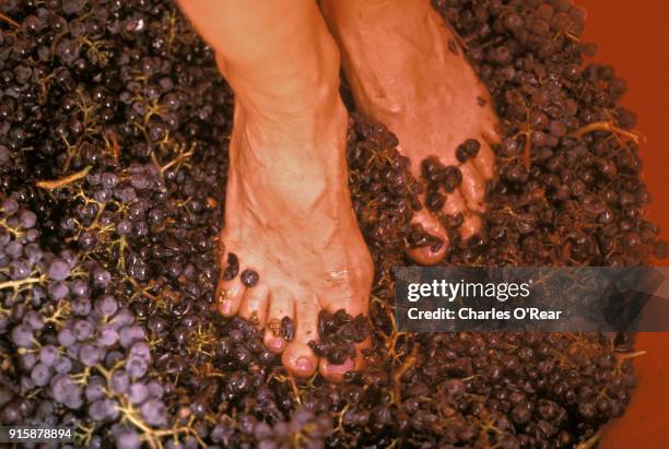 stomping grapes at home winery - grape stomping stock pictures, royalty-free photos & images