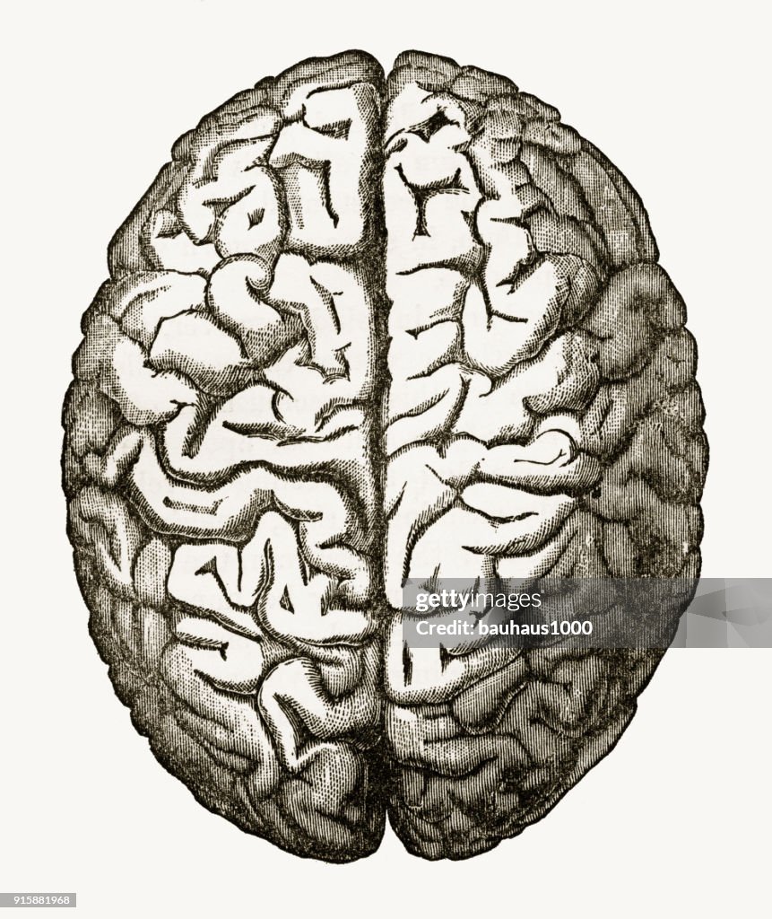 Cerveau humain Illustration seul sur blanc gravé, années 1880