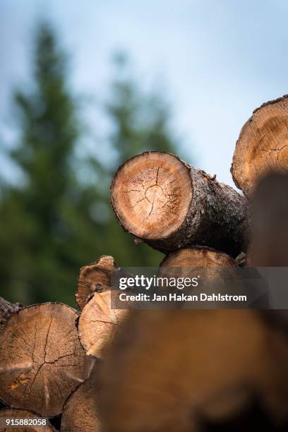 Spruce Rings Spruce Wood Rings Photos and Premium High Res Pictures - Getty Images