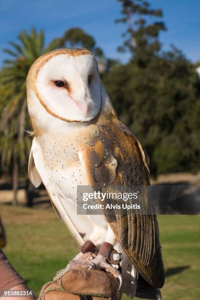 rescued barn owl on gloved hand for display in park in santa barbara, california - barbara tag fotografías e imágenes de stock