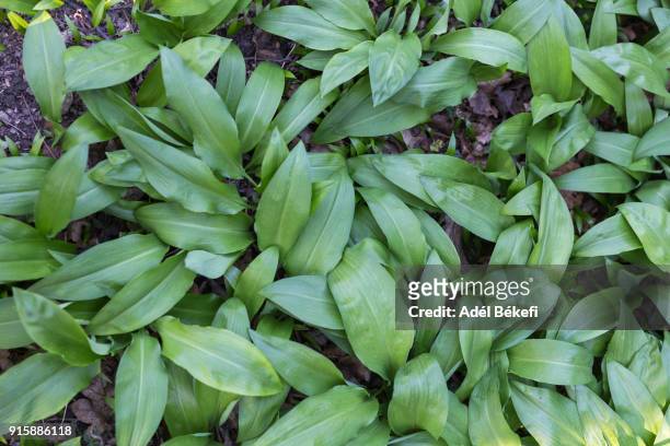 wild garlic - bear cottage stock pictures, royalty-free photos & images
