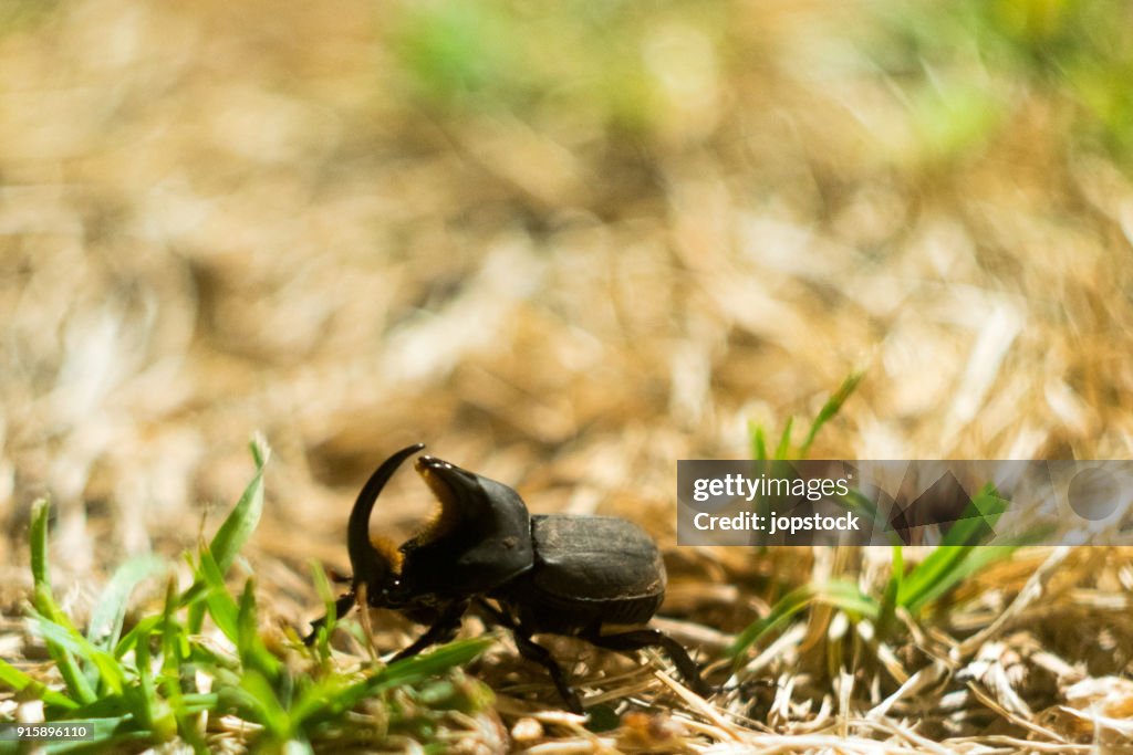 Big horned beetle(Xylotrupes gideon)